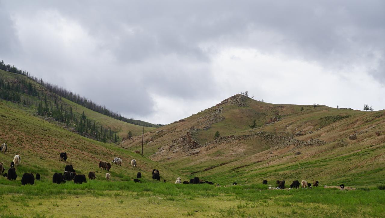My Mongolia Eco Ger Camp Hotell Nalayh Eksteriør bilde