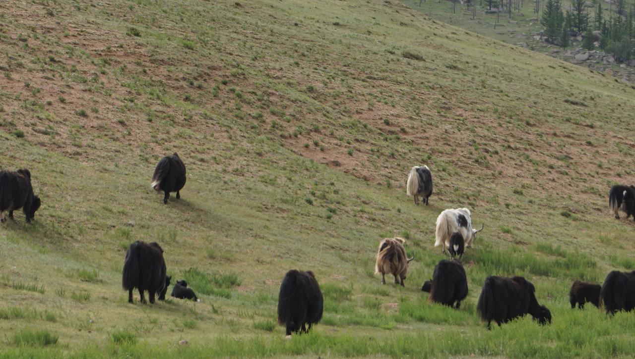 My Mongolia Eco Ger Camp Hotell Nalayh Eksteriør bilde